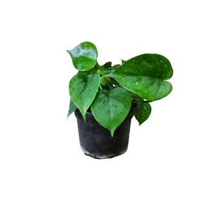 گل طبیعی اسکاندیس سبز کد skandiss01